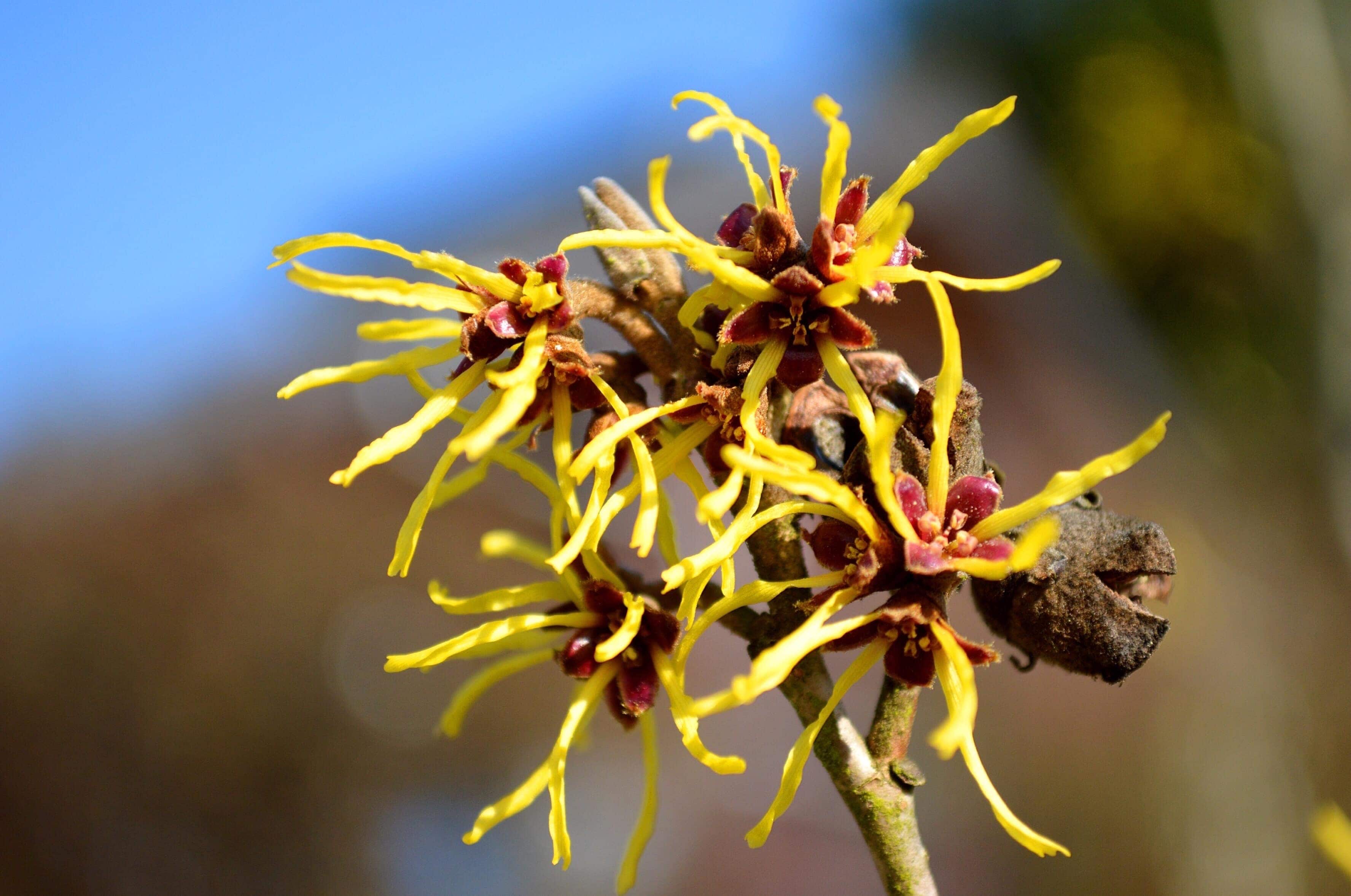 Is Witch Hazel Safe for Cats? Vet Approved Risks & Safety Guide