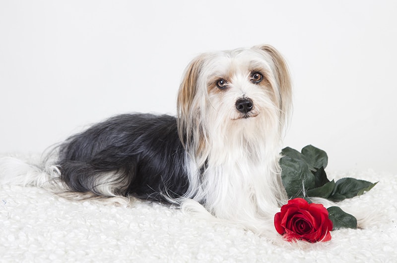 Yorkie-Apso (Lhasa Apso Yorkie Mix): Pictures, Care Guide, Info & More
