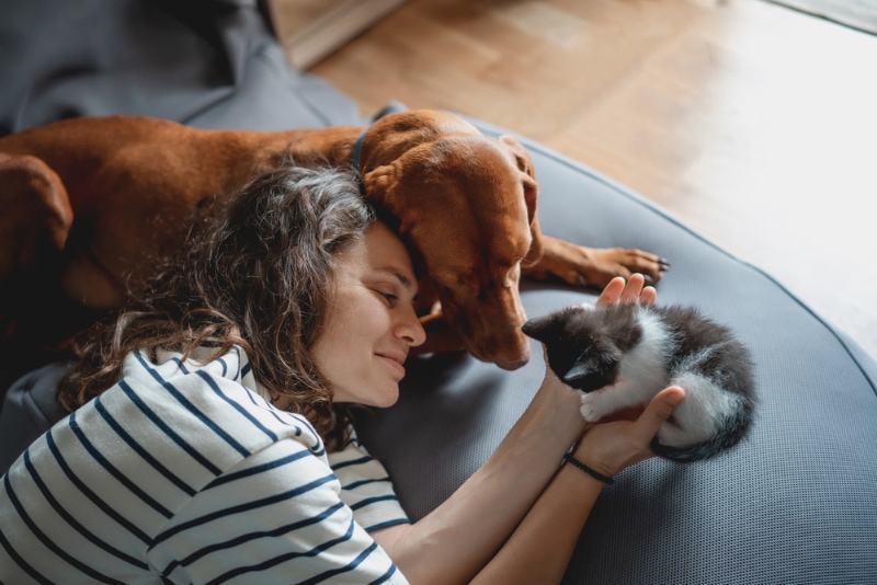 How Pet-Friendly Is Florida in 2026? Animal Shelters, Pet Welfare, & Stats