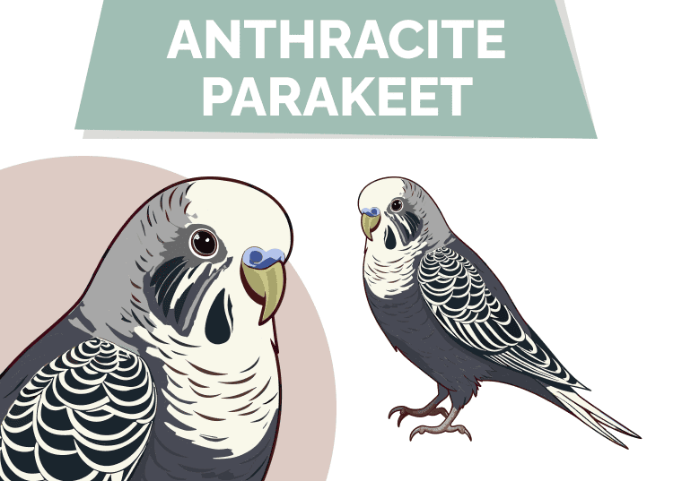 Anthracite Parakeet: Pictures, Personality, Food & Care Guide
