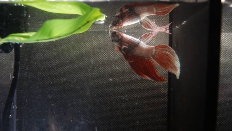 How to Feed Betta Fish While on Vacation: 3 Vet Approved Methods