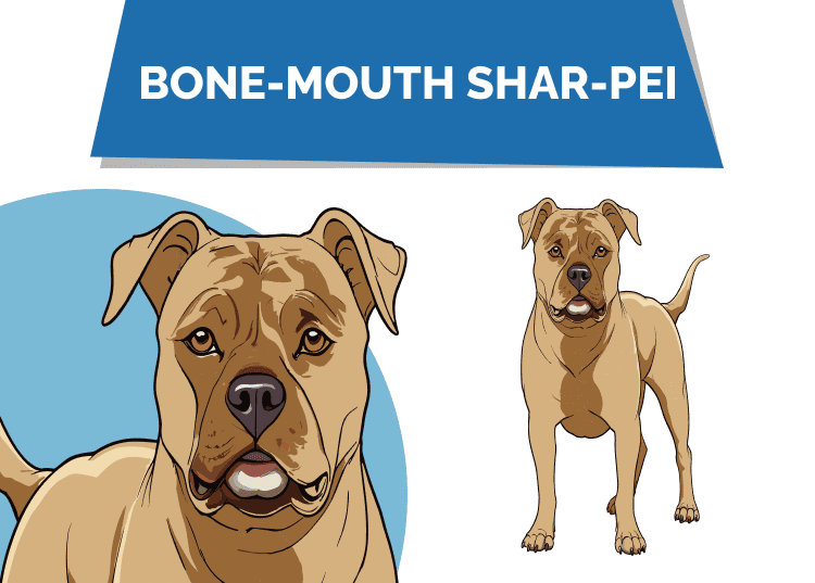 Bone Mouth Shar Pei: Facts, History & Origin (With Pictures)
