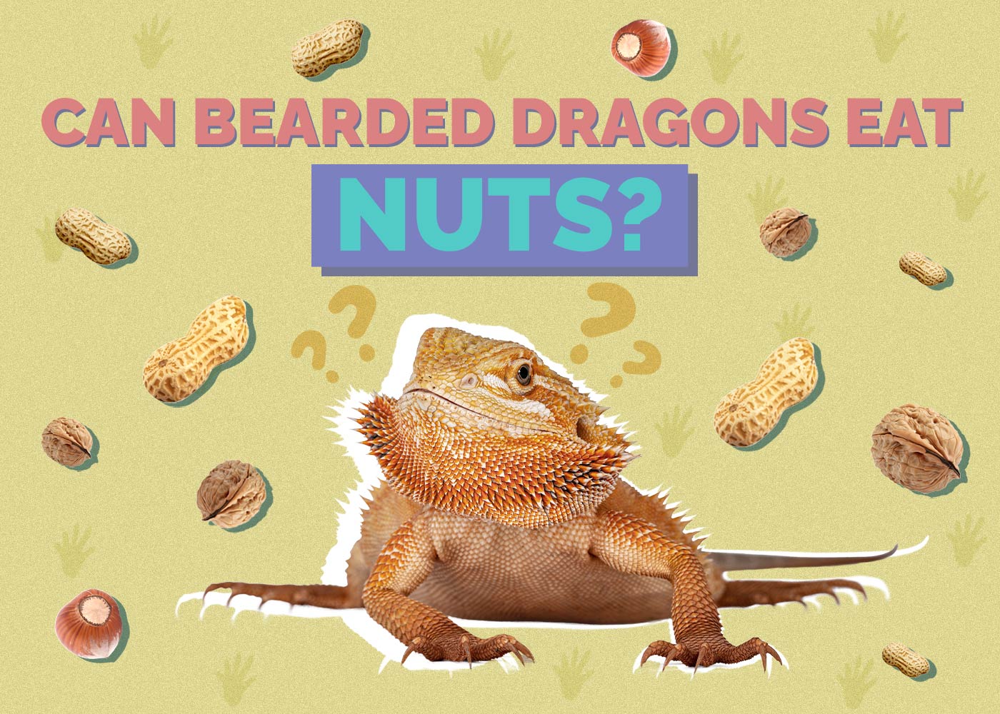 Can Bearded Dragons Eat Nuts? Vet-Reviewed Health Risks & Safety Guide