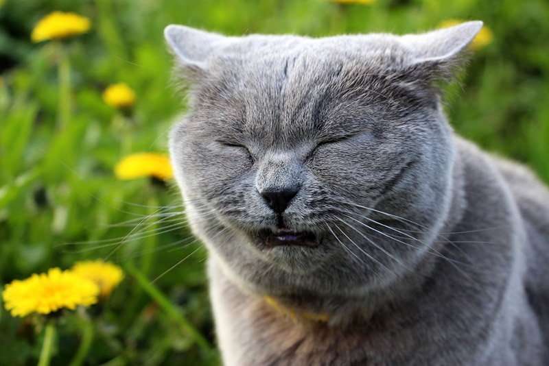Cat Sneezing