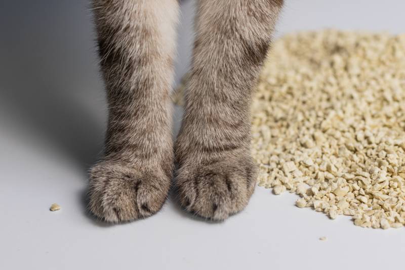 Litter for Declawed Cats: Vet-Approved Facts & Safety Guide