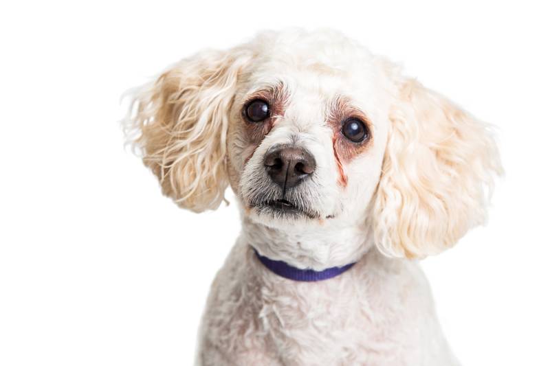 Epiphora in Dogs: Causes, Signs & Treatments (Vet Answer)