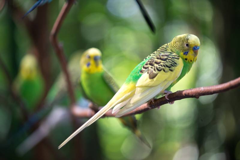 Do Parakeets Mate for Life? Vet-Reviewed Mating Facts