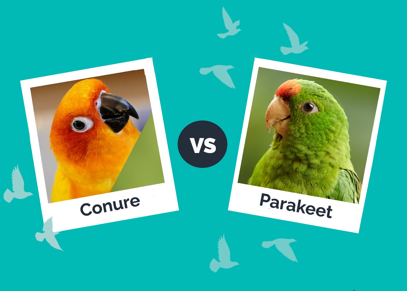 Conure vs Parakeet: Vet-Reviewed Differences (With Pictures)