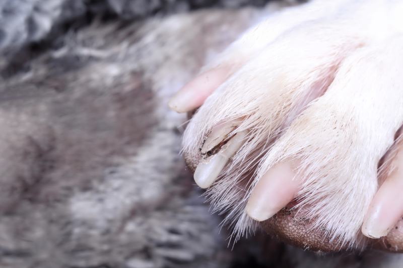 What to Do If Your Dog Breaks or Rips a Nail Off: Our Vet Answers