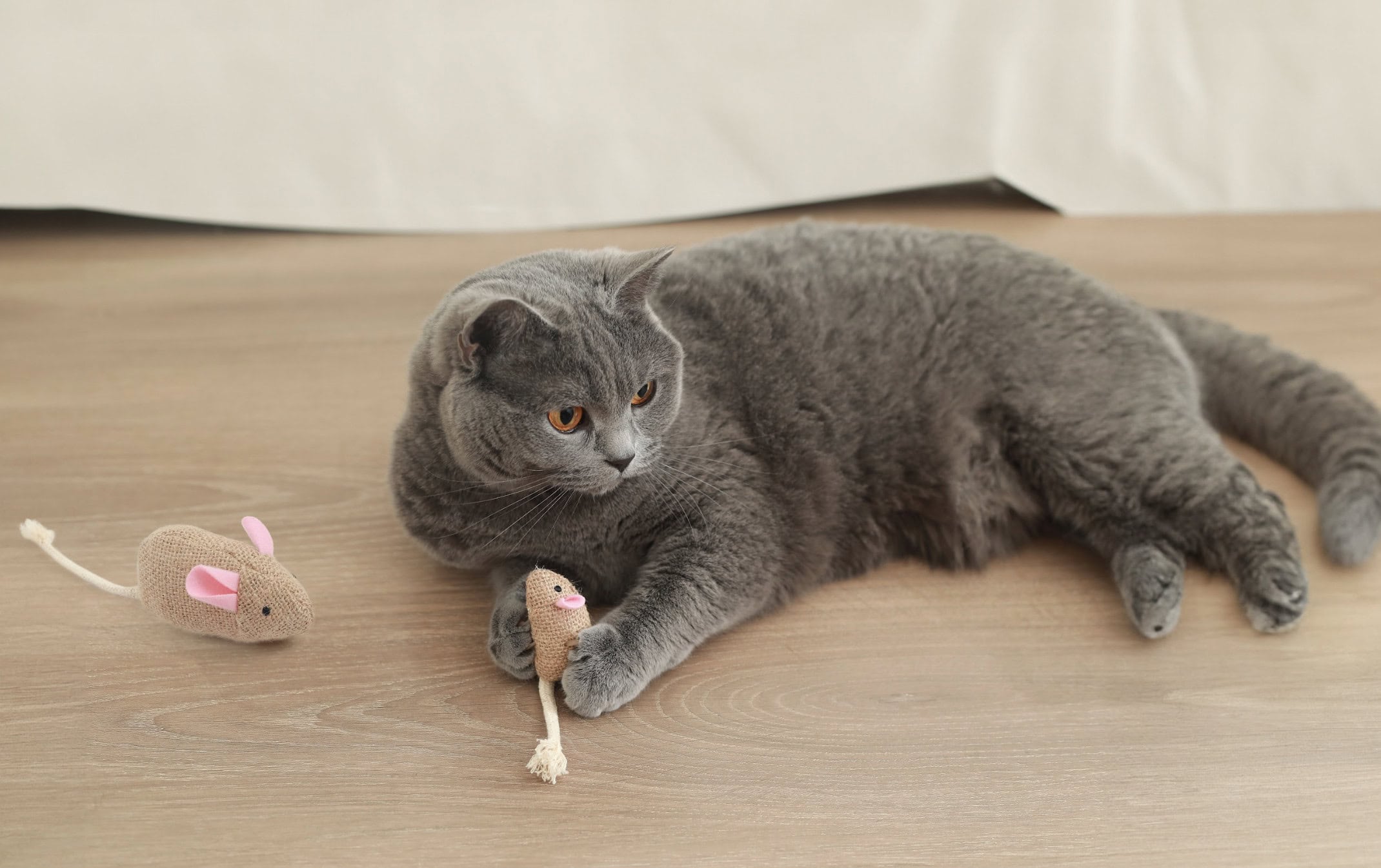 10 Best Cat Enrichment Toys – 2026 Reviews & Top Picks