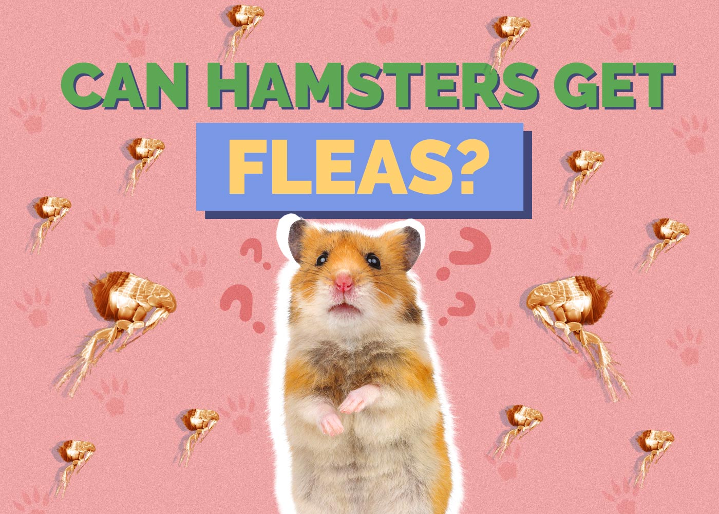 Can Hamsters Get Fleas? Vet-Approved Prevention Tips & Treatment