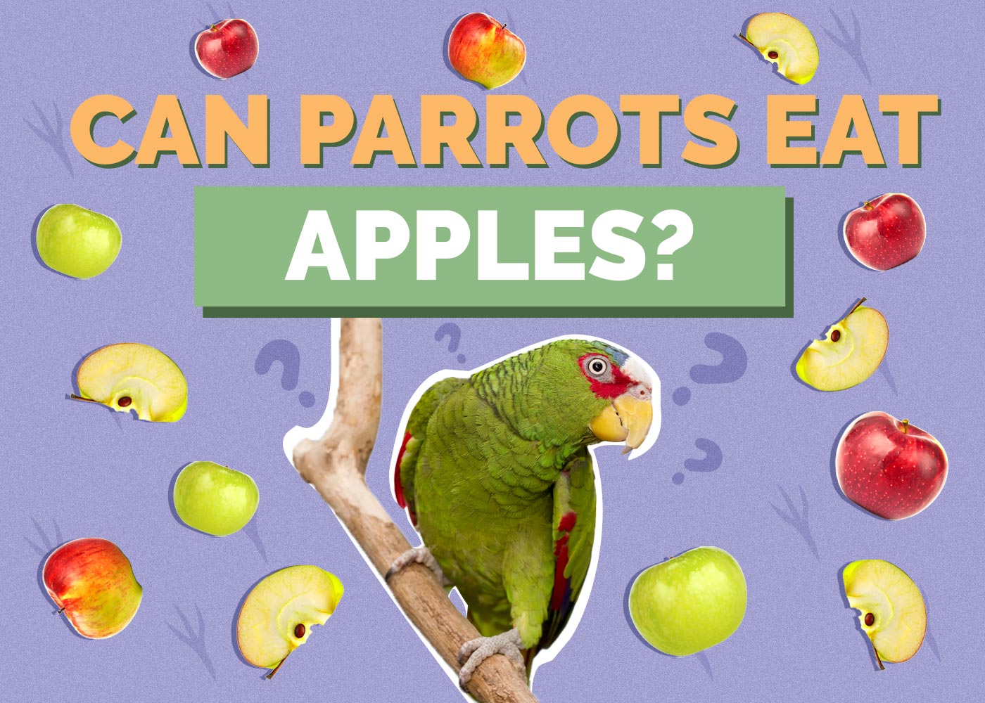 Can Parrots Eat Apples? Vet Approved Facts & FAQ