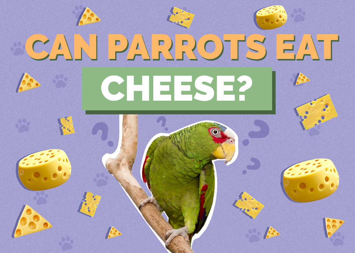 Can Parrots Eat Cheese? Vet Approved Facts & Safety Guide