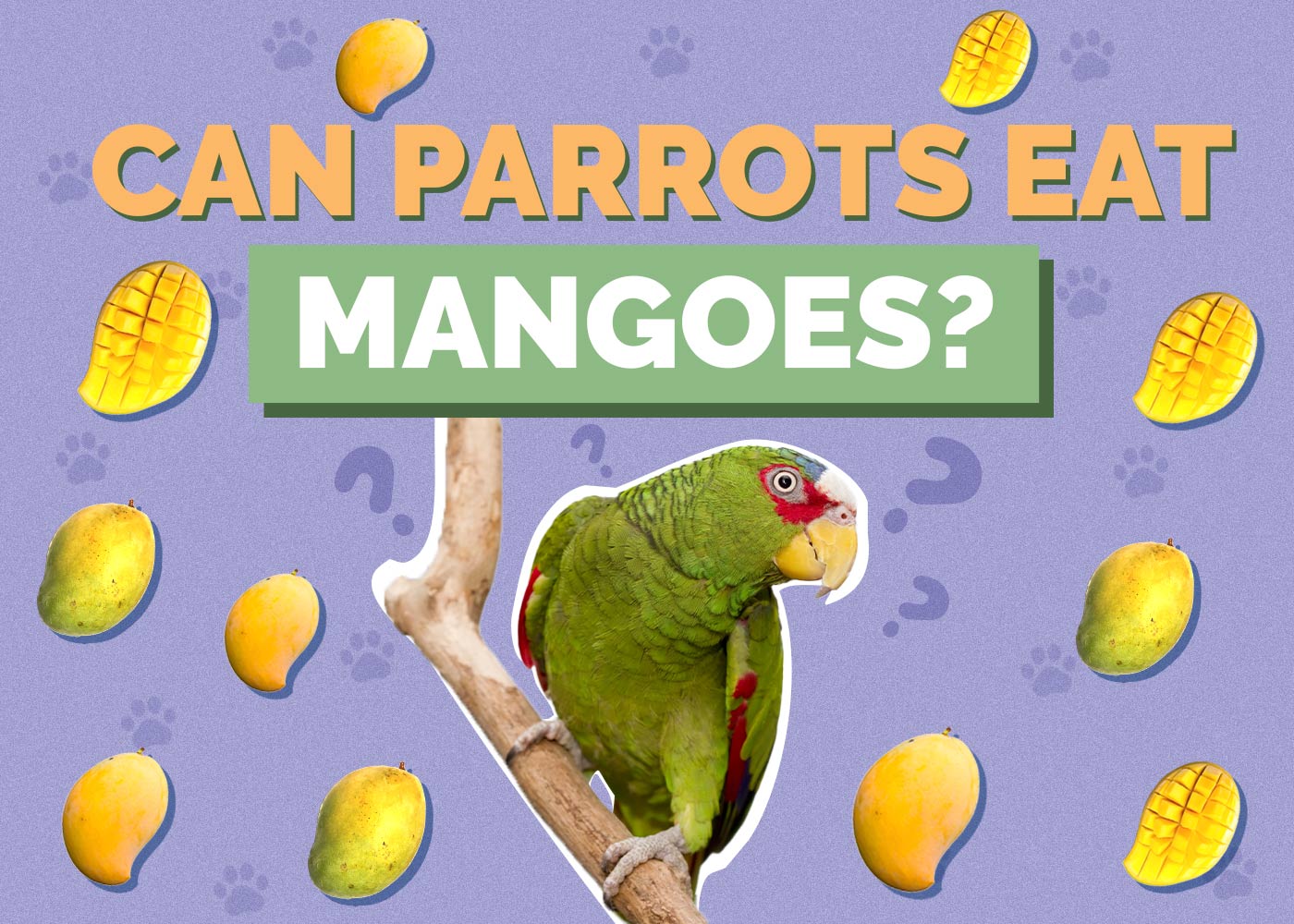 Can Parrots Eat Mango? Vet Approved Facts & Nutritional Guide