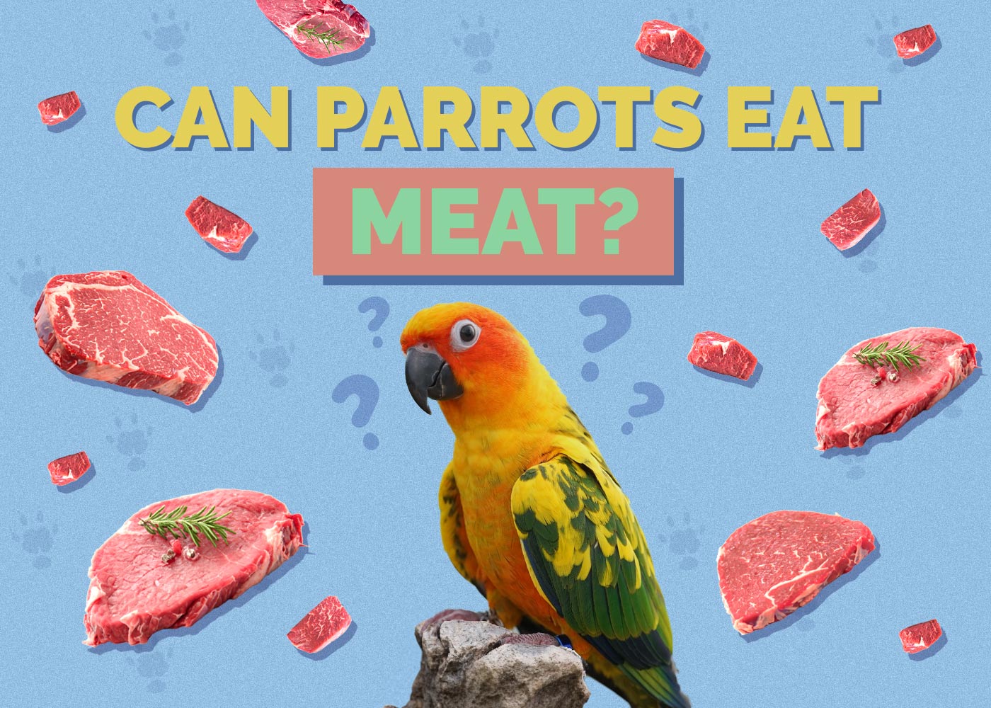 Can Parrots Eat Meat? Vet Approved Facts & FAQ