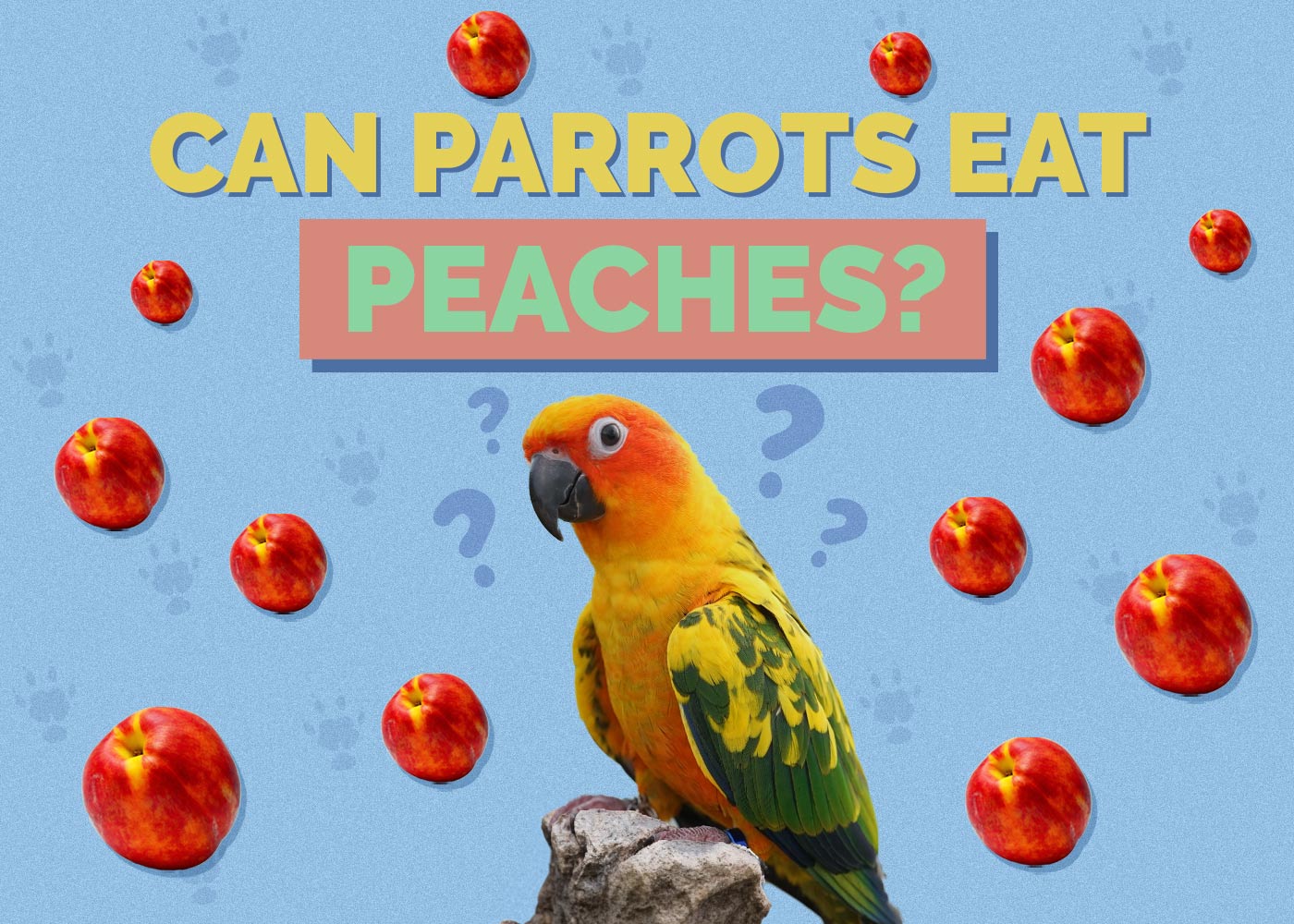 Can Parrots Eat Peaches? Vet Approved Facts & FAQ