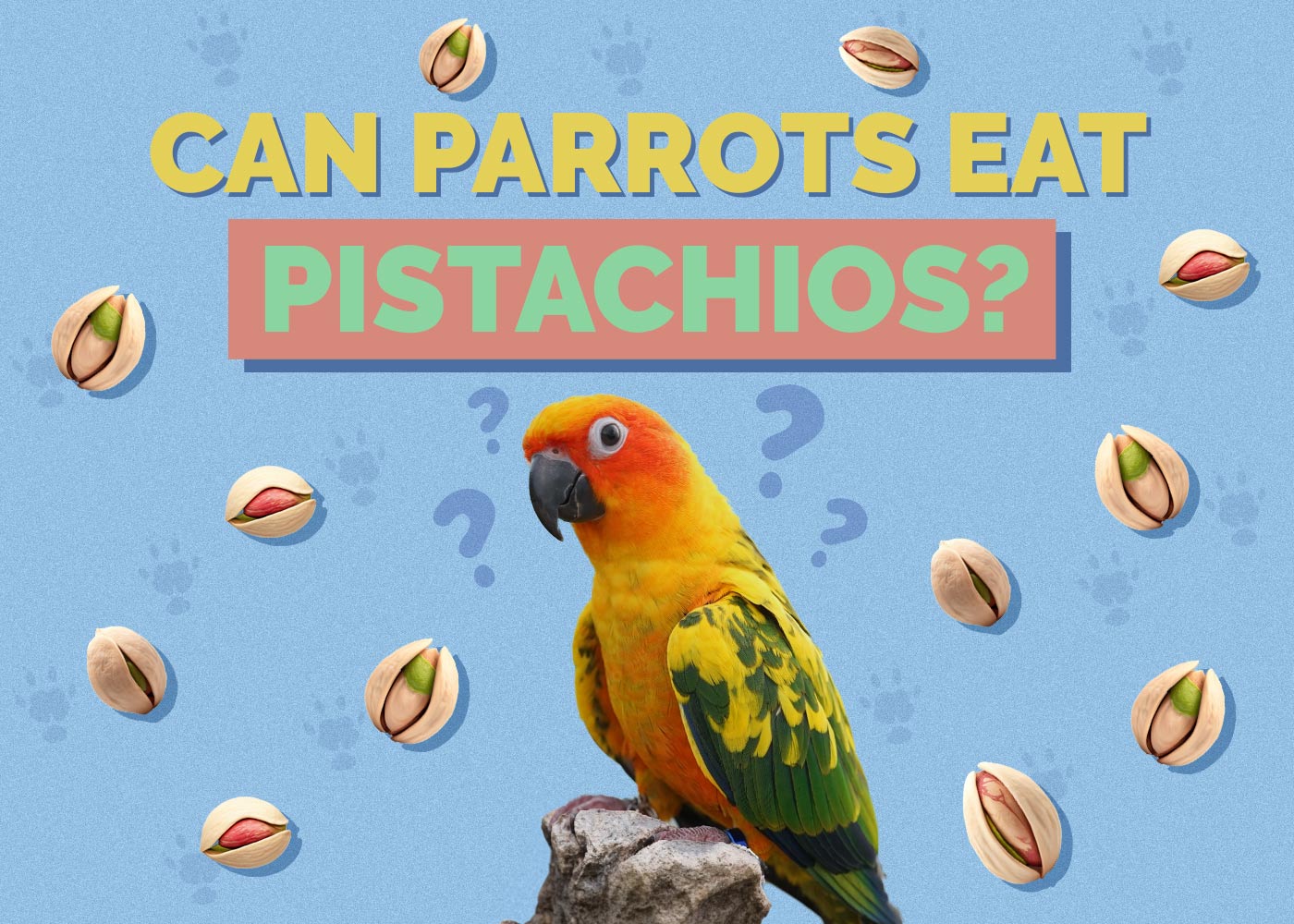Can Parrots Eat Pistachios? Vet Approved Facts & FAQ