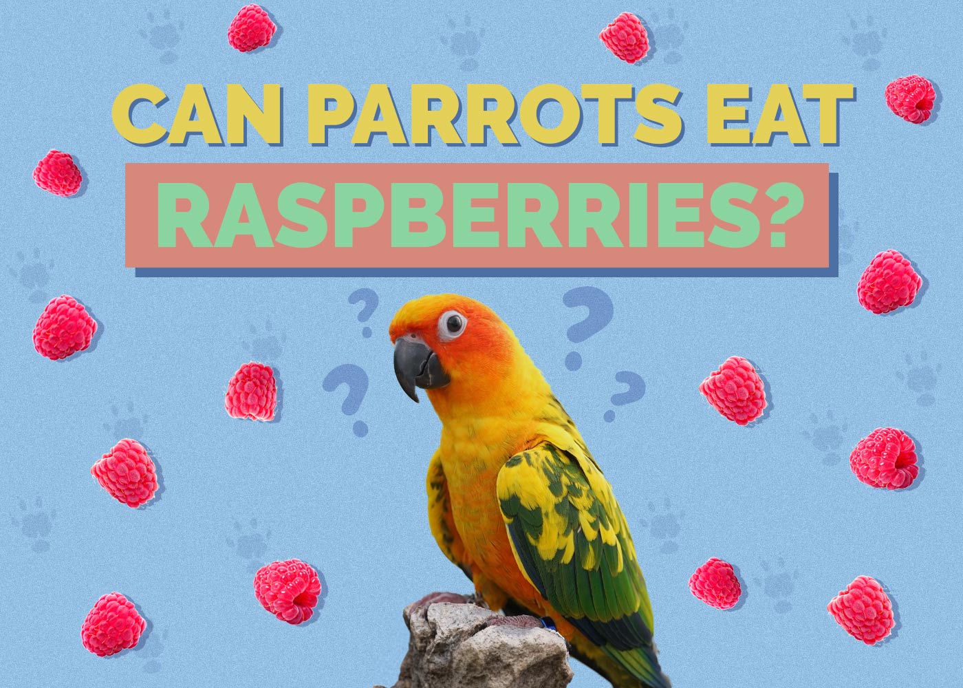 Can Parrots Eat Raspberries? Vet Approved Facts & FAQ