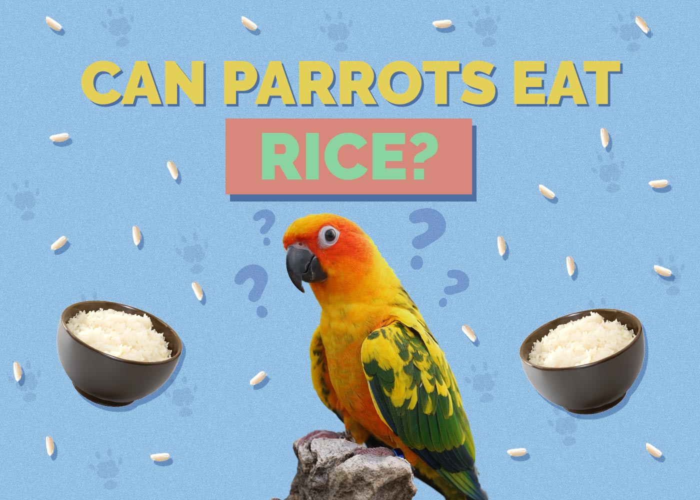 Can Parrots Eat Rice? Vet Approved Facts & FAQ