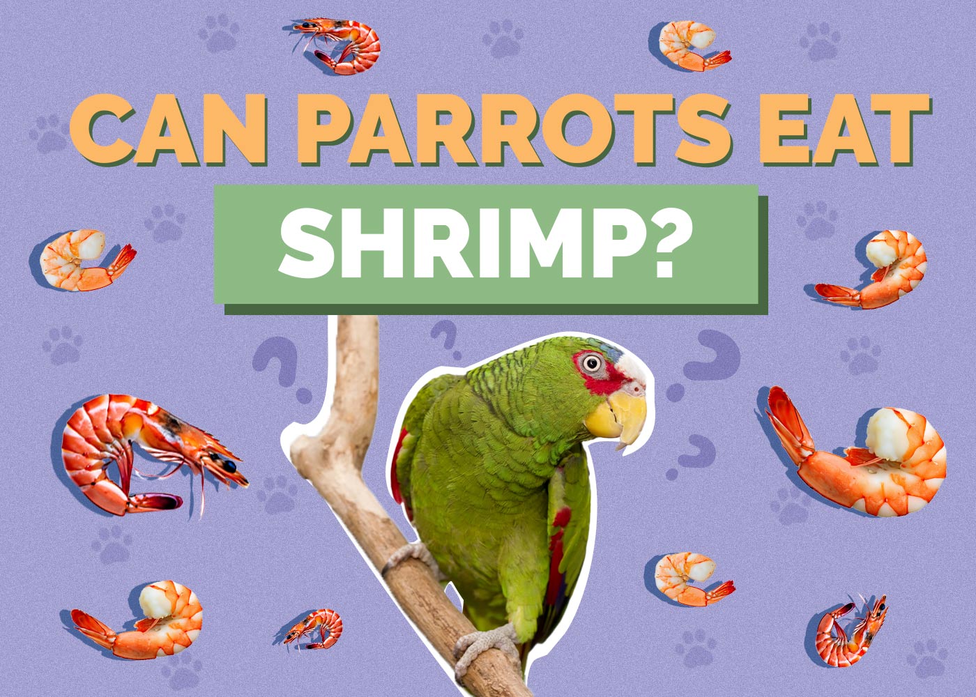 Can Parrots Eat Shrimp