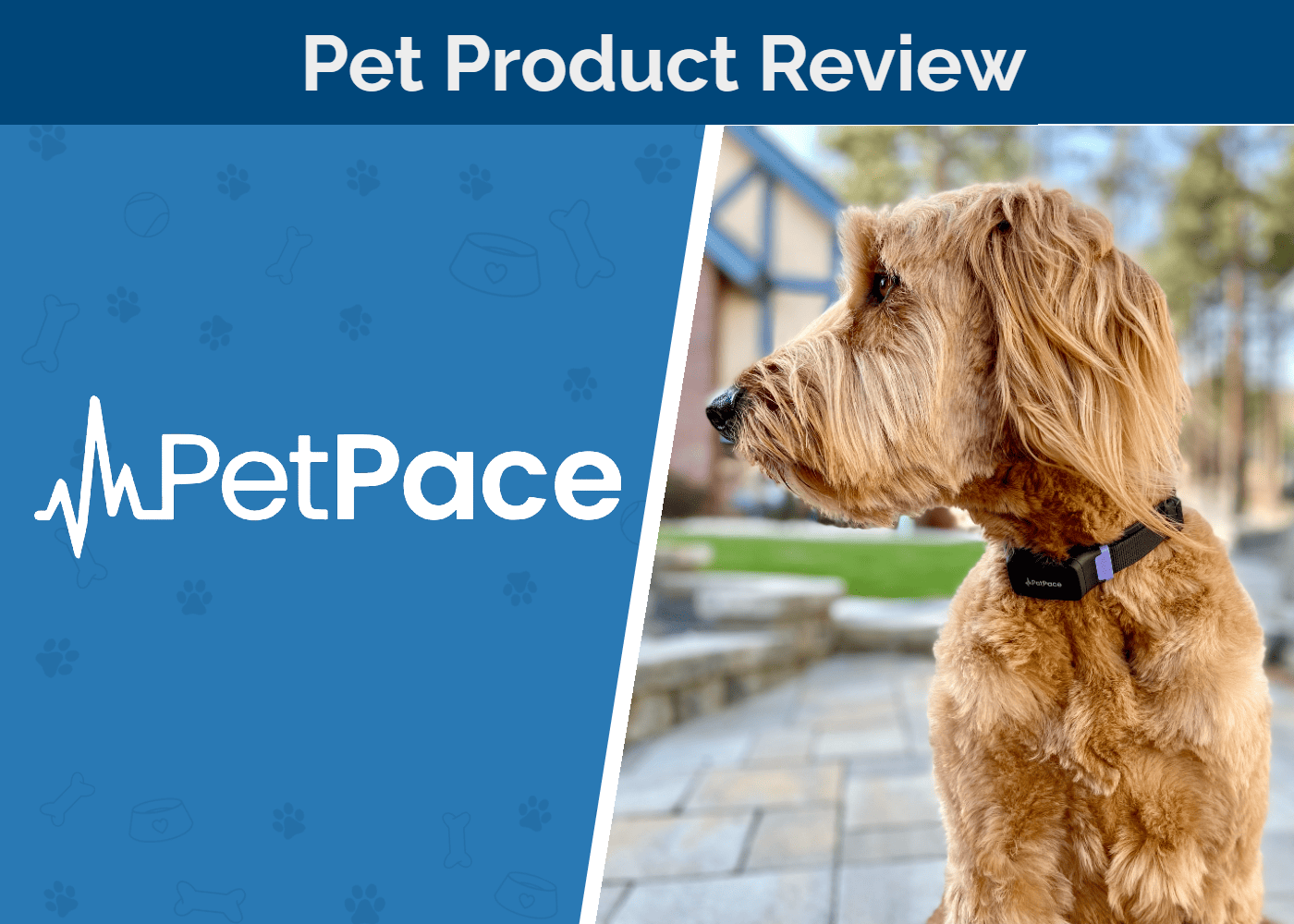 PetPace Smart Collar Review 2026: Our Expert’s Opinion