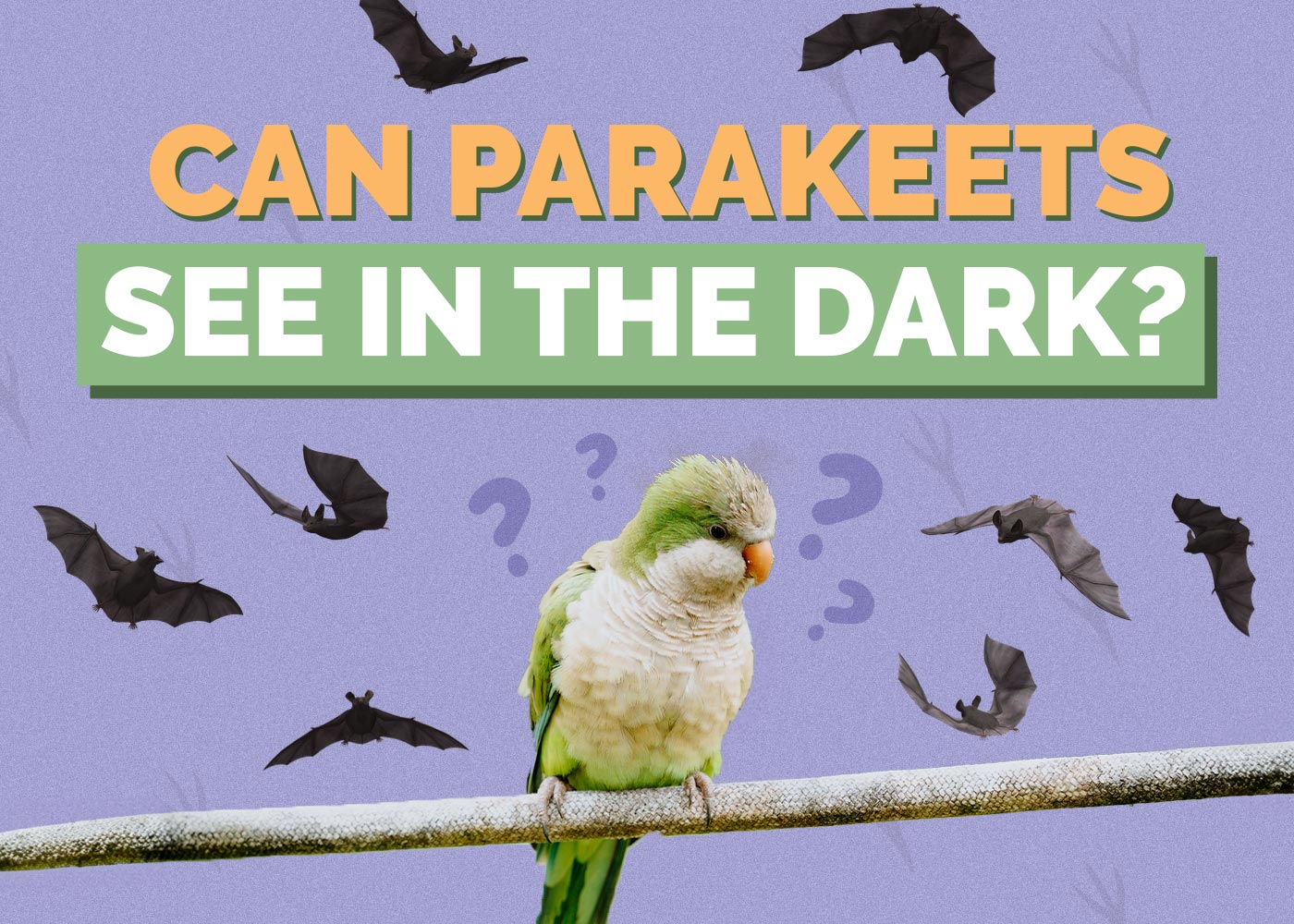 Can Parakeets See in the Dark? Interesting Bird Facts