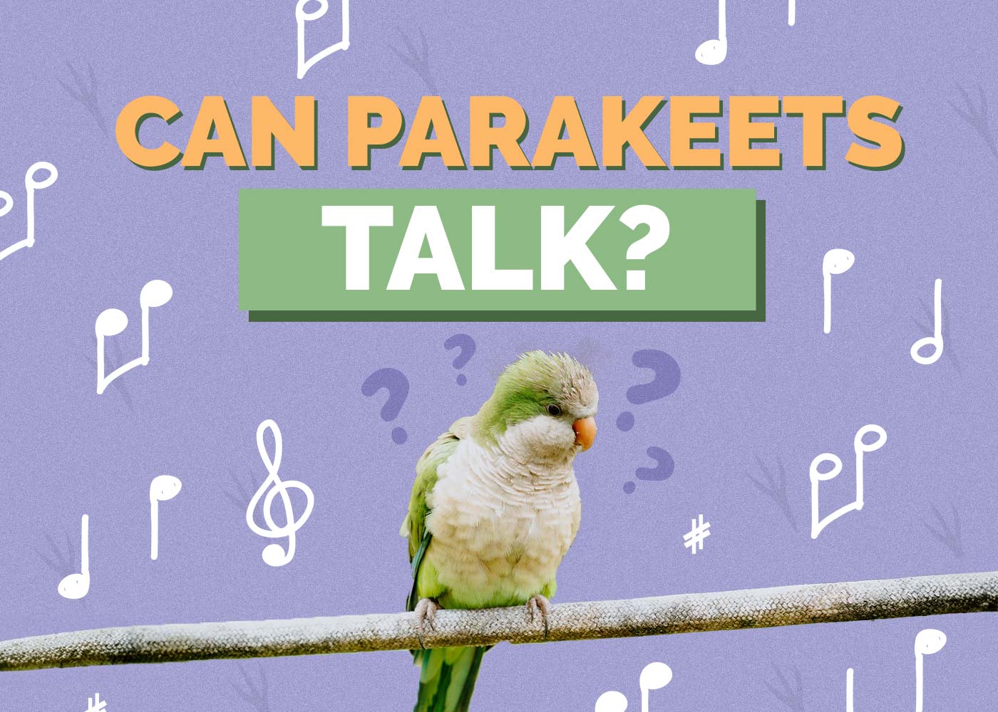 Can Parakeets Talk? Factors & Training Tips