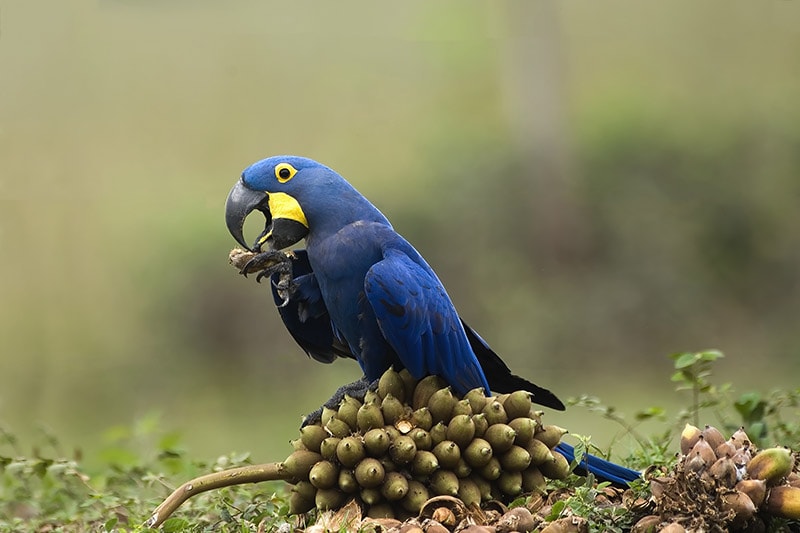 Hyacinth Macaw Bird Species: Info, Pictures, Care Guide & More