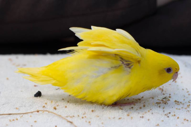How Often Do Parakeets Poop? Vet-Approved Facts & Explanation