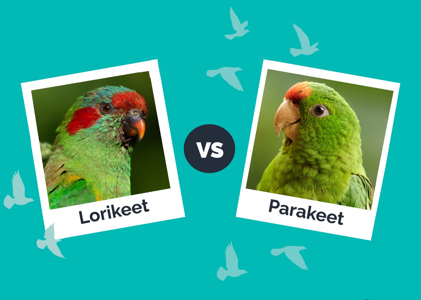 Lorikeet vs Parakeet: Vet-Reviewed Differences