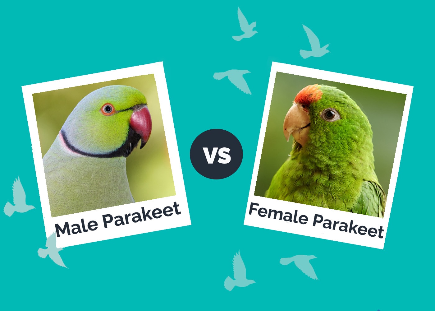 Male vs Female Parakeet: Vet-Reviewed Differences