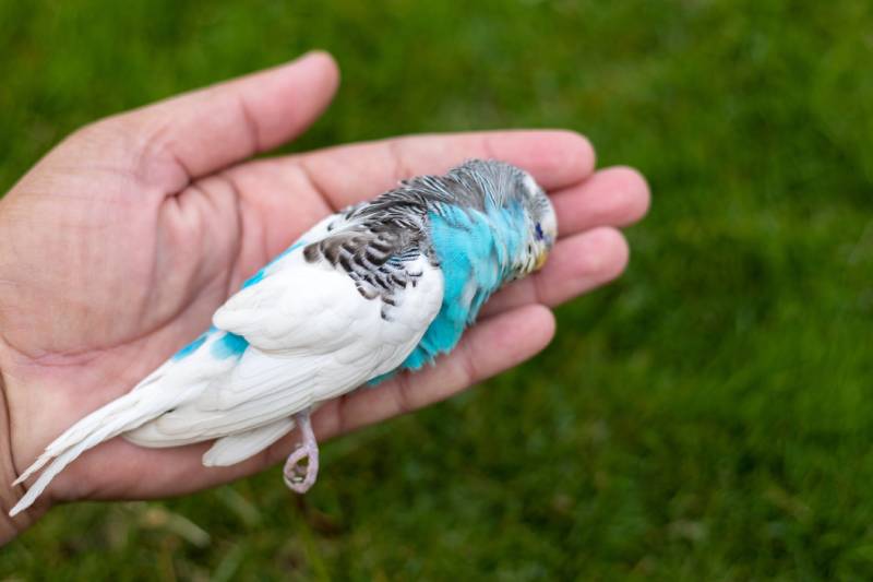 Why Did My Parakeet Die Suddenly? 10 Vet Reviewed Reasons