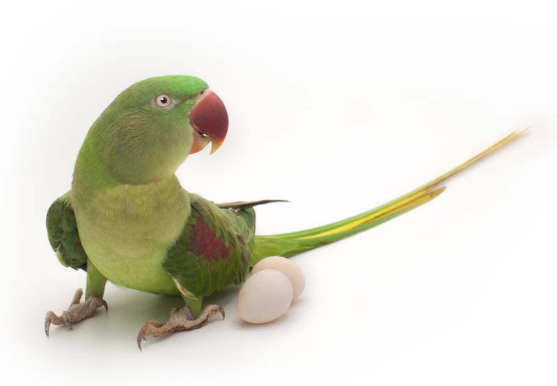 How to Take Care of Parakeet Eggs: 10 Vet-Approved Tips
