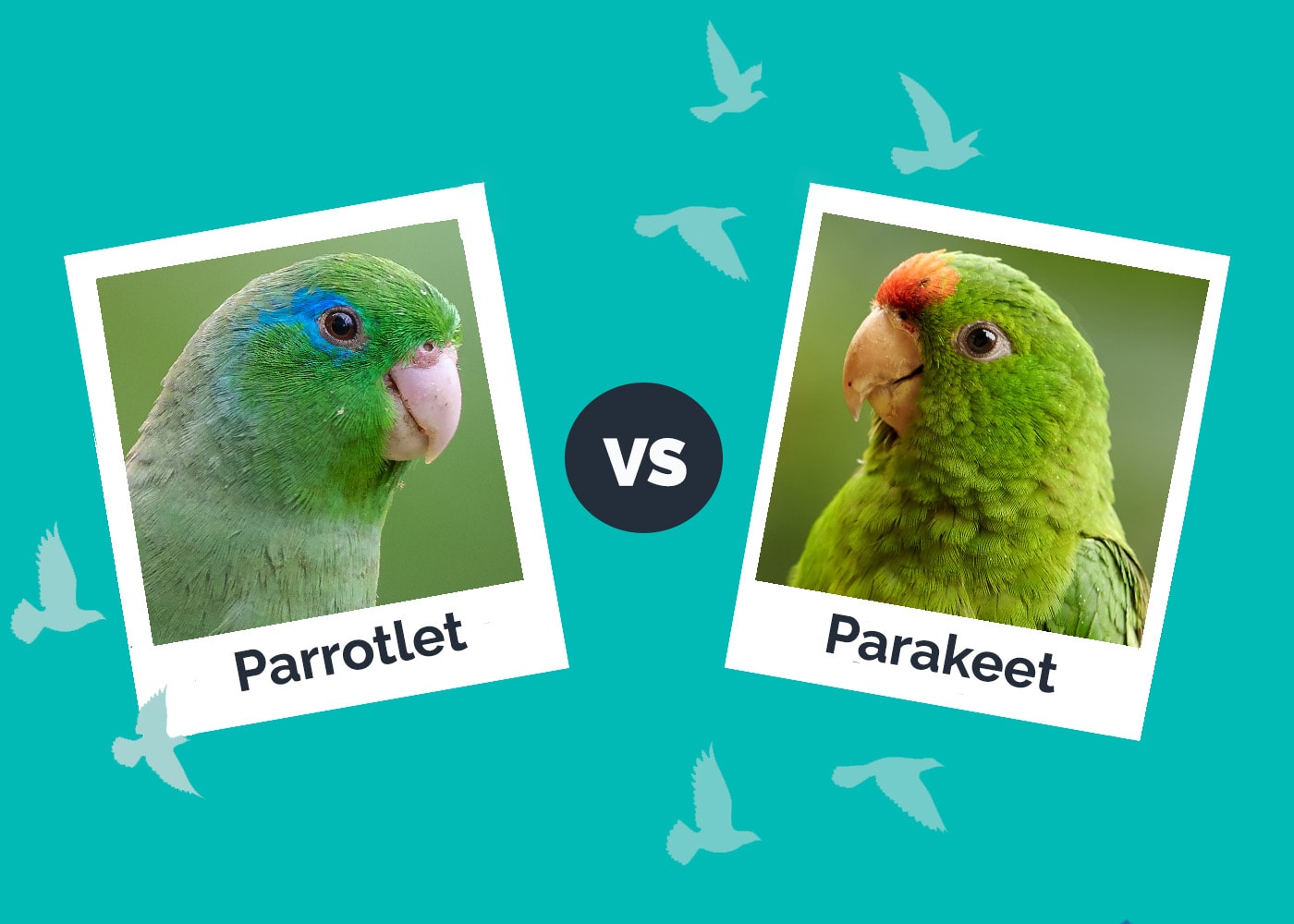 Parrotlet vs. Parakeet: Vet-Reviewed Differences (With Pictures)