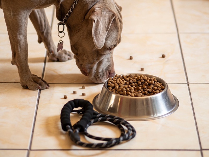 10 Best Grain-Free Dog Foods - 2026 Reviews & Top Picks