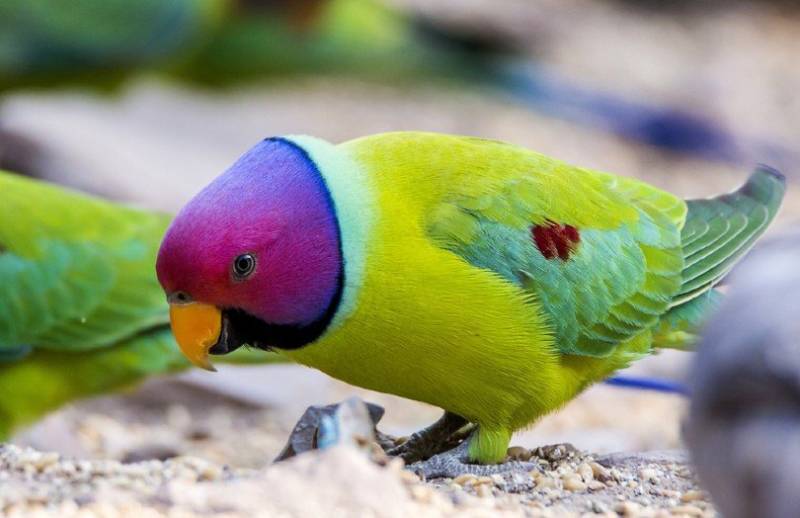 Plum-Headed Parakeet: Info, Pictures, Personality, Food & Care Guide