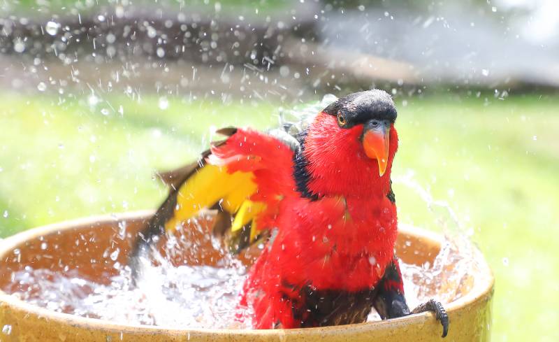 How to Bathe a Parakeet: 4 Vet-Approved Tips & Tricks