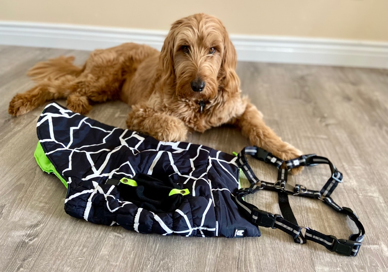 Silver Paw Fonda Jacket and Maximus Harness - micah lying next to the products