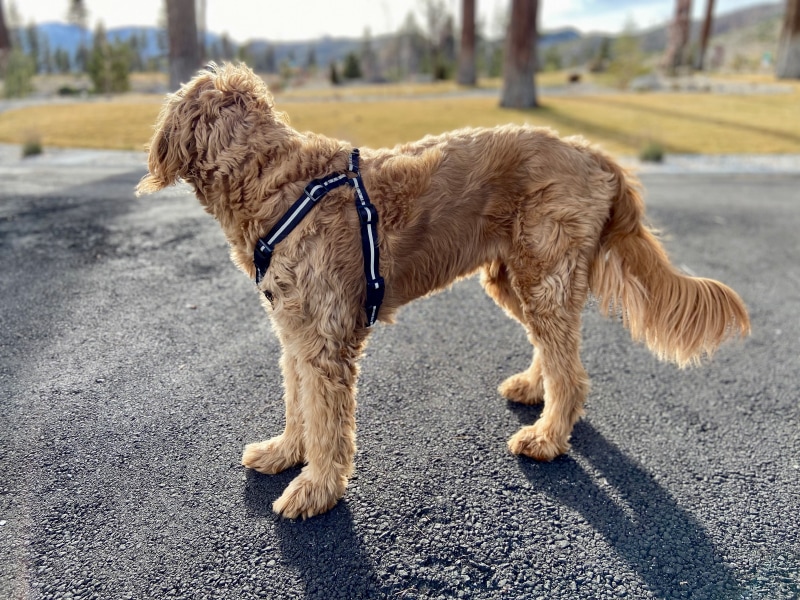 Silver Paw Fonda Jacket and Maximus Harness - micah wearing the harness