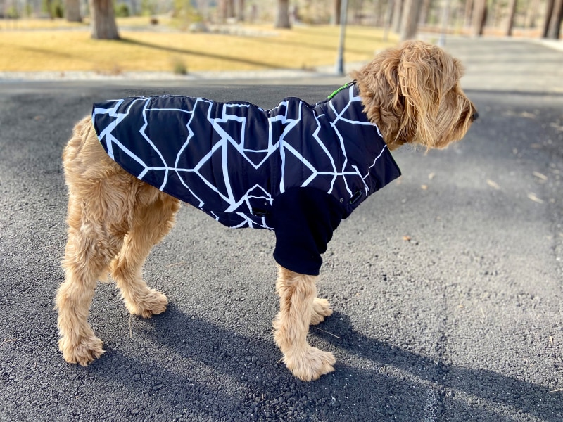 Silver Paw Fonda Jacket and Maximus Harness - micah wearing the jacket outdoor