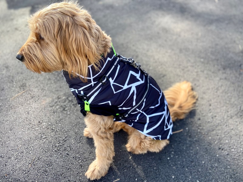 Silver Paw Fonda Jacket and Maximus Harness - micah wearing the products