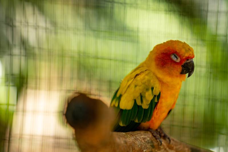 Why Is My Parakeet Panting? 7 Vet-Verified Reasons