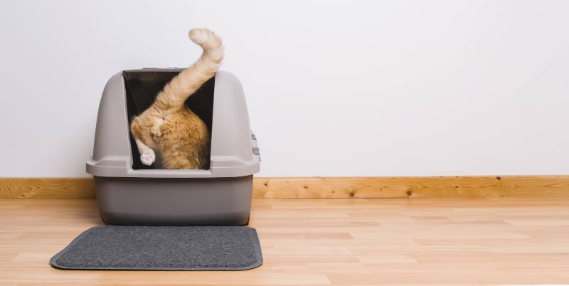 Why Does My Cat Keep Getting Poop Stuck to Their Bum? Vet-Reviewed Reasons & How to Remove It