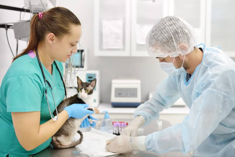 Cat Blood Test Normal Values: Test Results Explained (Vet Reviewed)