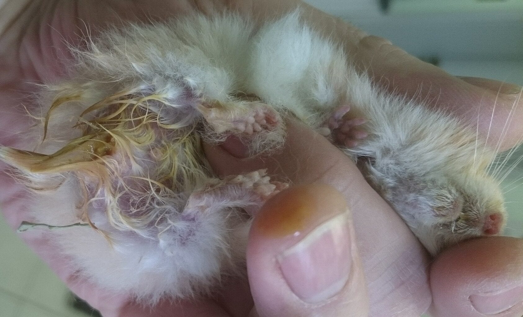 Wet Tail in Hamsters: Our Vet Explains Signs, Causes & Treatment