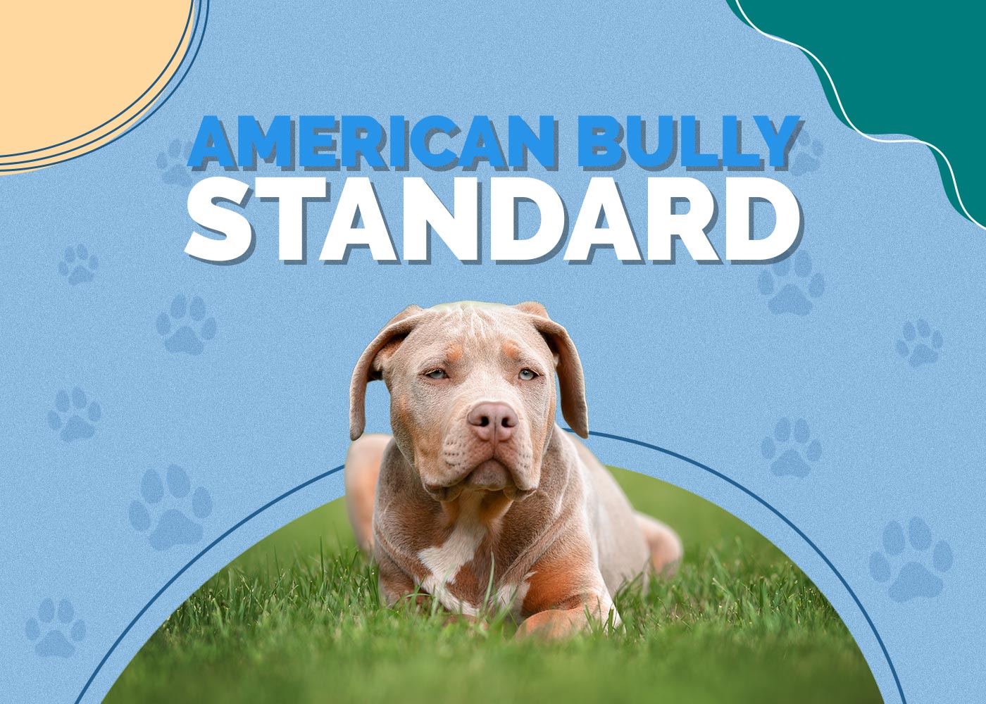 American Bully Standard: Facts, History & Origin (With Pictures)