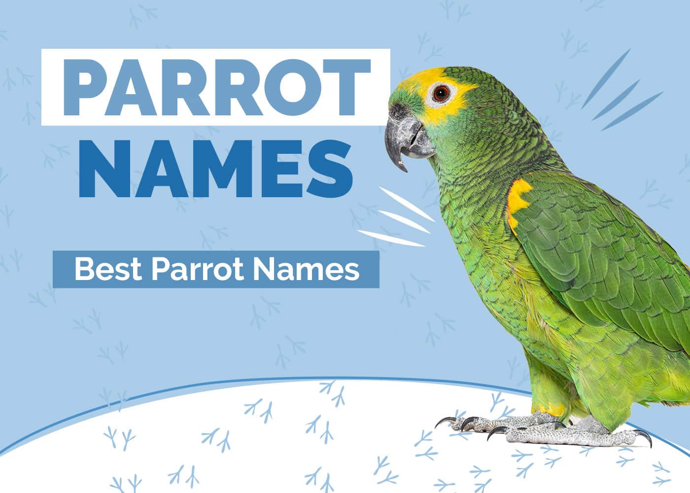 275 Great Parrot Names for Your Amazing Pet
