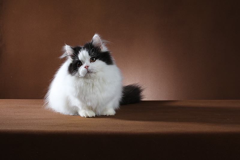 Munchkin Longhair Cat: Info, Pictures, Care Guide & More