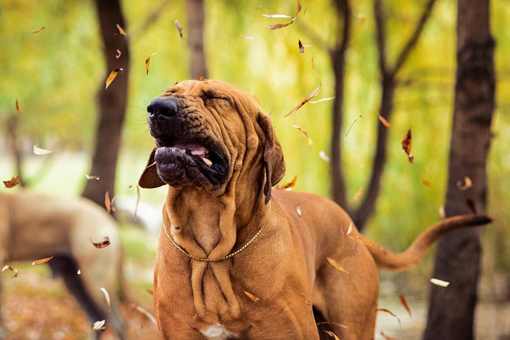 Allergic Reactions in Dogs: Vet Reviewed Types & Signs
