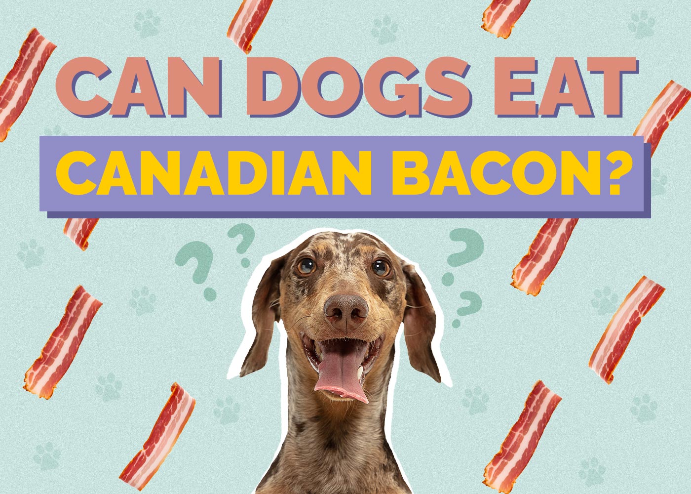 Can Dogs Eat Canadian Bacon? Vet-Approved Facts & FAQ